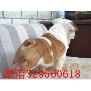 鹤岗哪里出售英国斗牛幼犬黄白花英斗多少钱一