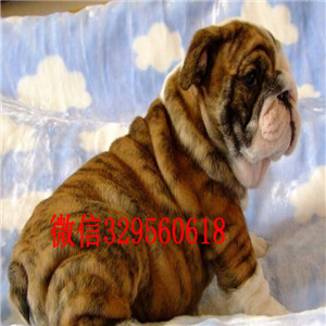 大连哪里出售英国斗牛幼犬黄白花英斗多少钱一只斗牛犬图片斗牛犬价格