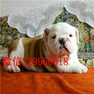 鞍山大鼻筋英国斗牛犬出售纯种白色英国斗牛犬