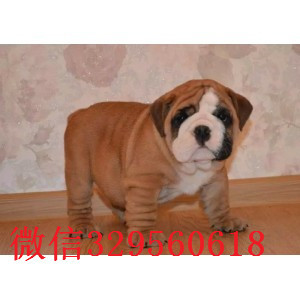 黔东南哪里有卖斗牛犬的纯种英国斗牛犬出售家