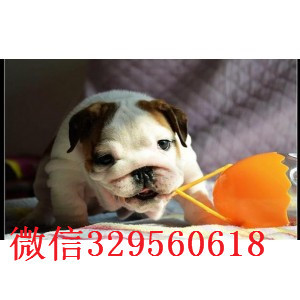 汕头哪里出售英国斗牛幼犬纯种英国斗牛犬出售