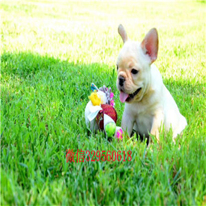 扬州哪里能买到斗牛犬黑色法国斗牛犬法国斗牛