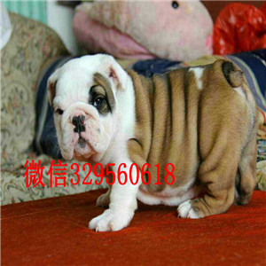 内江哪里出售英国斗牛幼犬纯种健康英国斗牛犬