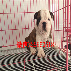 信阳大鼻筋英国斗牛犬出售纯种健康英国斗牛犬价格家养英国斗牛犬斗牛犬价格
