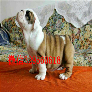 福州大鼻筋英国斗牛犬出售纯种白色英国斗牛犬