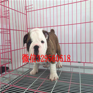 漳州哪里出售英国斗牛幼犬纯种白色英国斗牛犬