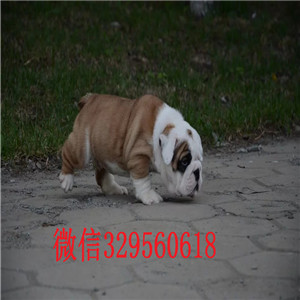 璧山哪里出售英国斗牛幼犬黄白花英斗多少钱一