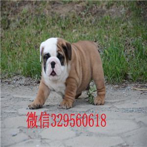 达州哪里有卖斗牛犬的纯种白色英国斗牛犬家养