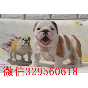 威海哪里有卖斗牛犬的纯种健康英国斗牛犬价格