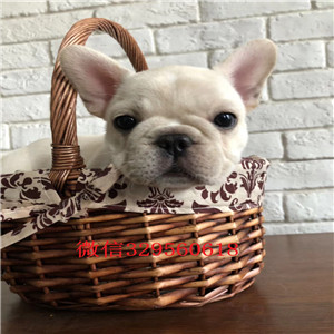 汕尾哪里有宠物店_法国斗牛犬价格_法国斗牛犬