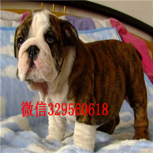 无锡哪里有卖斗牛犬的黄白花英斗多少钱一只家
