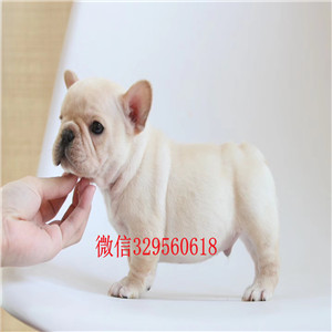 威海哪里有卖纯种法斗黑白花法国斗牛犬法国斗牛犬图片斗牛犬多少钱 斗牛价格