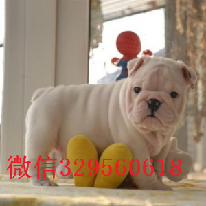 延边州大鼻筋英国斗牛犬出售纯种英国斗牛犬出