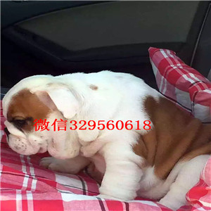 焦作哪里出售英国斗牛幼犬纯种健康英国斗牛犬