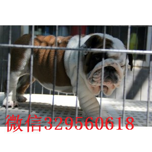 黔东南哪里有卖斗牛犬的纯种英国斗牛犬出售家养赛级英国斗牛犬英国斗牛犬多少钱一只