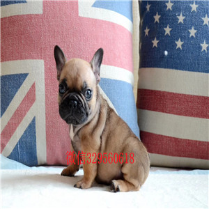 鞍山哪里出售斗牛犬 纯种斗牛多少钱