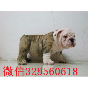 鸡西哪里有卖斗牛犬的黄白花英斗多少钱一只英牛幼犬公母全有高品质英国斗牛犬幼犬
