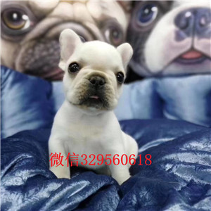 莱芜哪里有卖法国斗牛犬 法国斗牛犬多少钱 法国斗牛犬