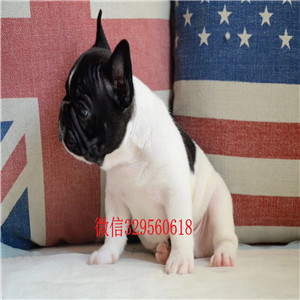广安哪里有法斗出售法国斗牛犬价格奶油色法斗价格多少出售精品小短体法国斗牛犬