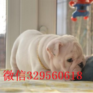 汕尾哪里出售英国斗牛幼犬纯种白色英国斗牛犬