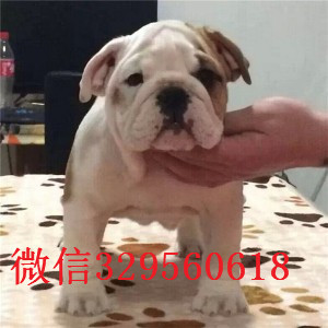 阳江哪里出售英国斗牛幼犬纯种白色英国斗牛犬