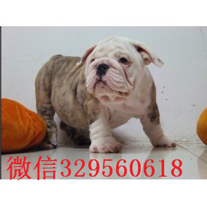 鸡西哪里有卖斗牛犬的黄白花英斗多少钱一只英牛幼犬公母全有高品质英国斗牛犬幼犬