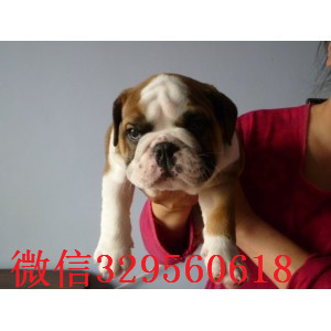 松原哪里出售英国斗牛幼犬黄白花英斗多少钱一