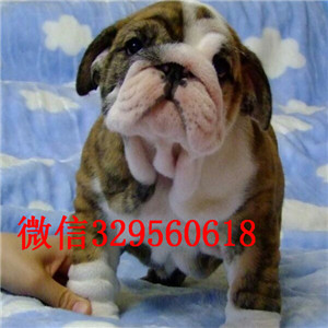 双桥哪里出售英国斗牛幼犬纯种英国斗牛犬出售