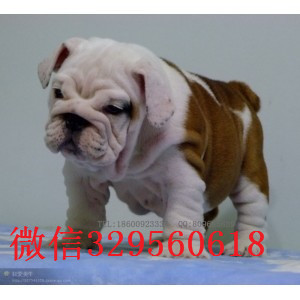 丰都哪里出售英国斗牛幼犬纯种英国斗牛犬出售