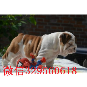 铜陵哪里有卖斗牛犬的纯种白色英国斗牛犬家养