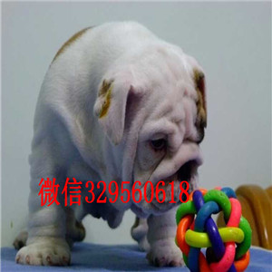 大连哪里出售英国斗牛幼犬黄白花英斗多少钱一只斗牛犬图片斗牛犬价格