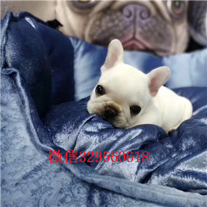 大连哪里有卖纯种法斗奶油色法国斗牛犬法国斗