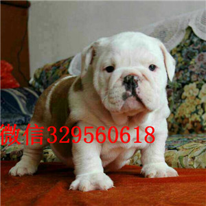 漯河哪里出售英国斗牛幼犬黄白花英斗多少钱一