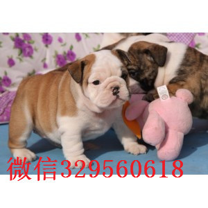 奉节哪里出售英国斗牛幼犬纯种英国斗牛犬出售