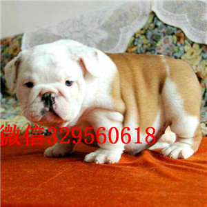 鞍山大鼻筋英国斗牛犬出售纯种白色英国斗牛犬家养赛级英国斗牛犬高品质英国斗牛犬犬舍