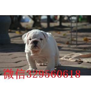 淮北哪里出售英国斗牛幼犬纯种白色英国斗牛犬