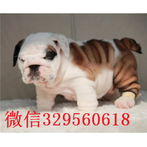 大渡口哪里有卖斗牛犬的黄白花英斗多少钱一只