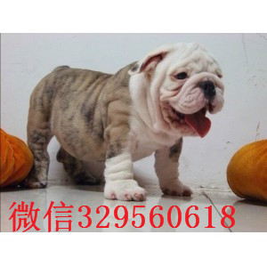 鸡西哪里有卖斗牛犬的黄白花英斗多少钱一只英