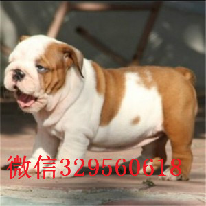 莱芜大鼻筋英国斗牛犬出售黄白花英斗多少钱一