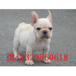 济源哪里有卖买法斗幼犬斗牛犬多少钱一只斗牛犬图片黑白花法国斗牛犬价格