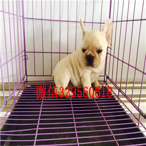 萍乡哪里有卖买法斗幼犬蓝色法斗正规犬舍繁殖