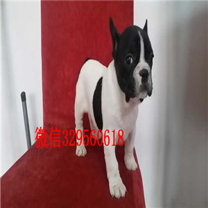 晋中哪里有卖买法斗幼犬法斗价格_法斗图片犬