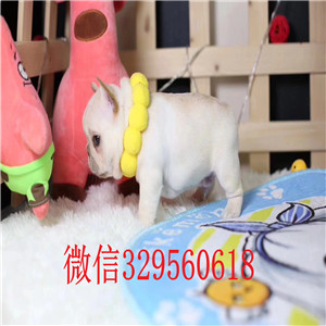 长治哪里有卖法国斗牛犬纯种宠物狗狗法国斗牛犬红色法国斗牛犬法斗幼犬小方体