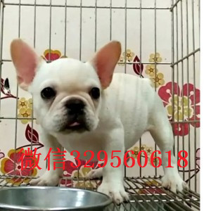 昌吉哪里有卖法国斗牛犬法斗价格_法斗图片斗牛犬图片内螺丝法斗