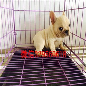 汕头哪里有卖买法斗幼犬蓝色法斗正规犬舍繁殖