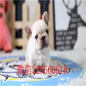 晋城哪里有卖法国斗牛犬斗牛犬多少钱一只蓝牛