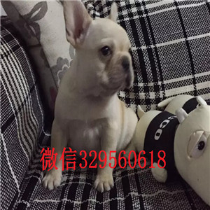 眉山哪里有卖法国斗牛犬斗牛犬出售斗牛犬价格