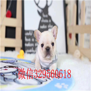 佳木斯哪里有卖买法斗幼犬卖黑色法国斗牛犬蓝