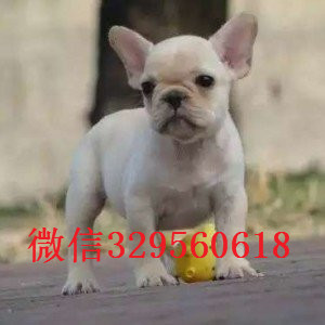 郴州哪里有卖法国斗牛犬蓝色法斗蓝牛多少钱一