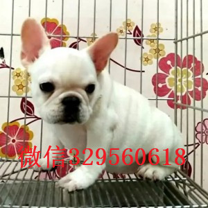 昌吉哪里有卖法国斗牛犬法斗价格_法斗图片斗牛犬图片内螺丝法斗